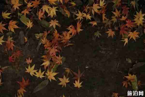 杭州楓葉哪里最多 杭州楓葉哪里最多