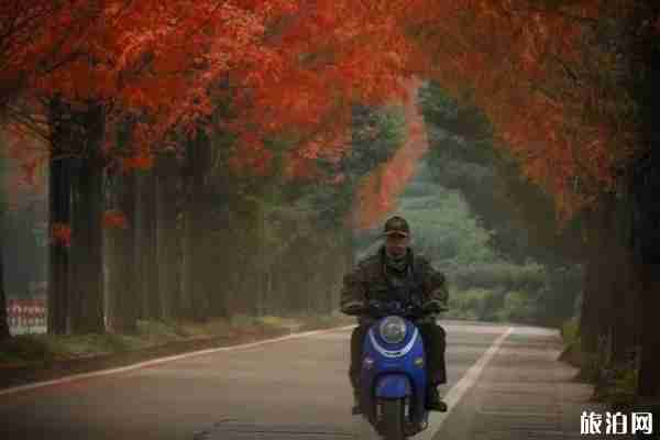 杭州楓葉哪里最多 杭州楓葉哪里最多