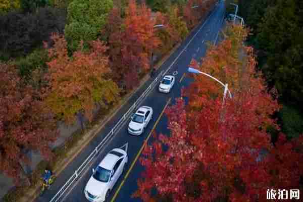 杭州楓葉哪里最多 杭州楓葉哪里最多