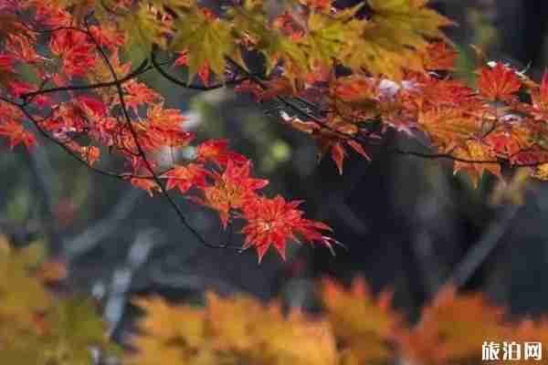 丹東楓葉什么時候變紅+哪里最好 丹東楓葉什么時候變紅+哪里最好