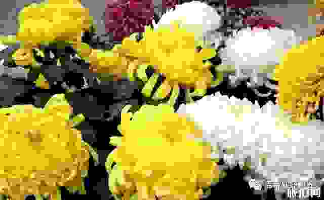 2019年齊齊哈爾梅里斯湖菊花節時間+地址+活動介紹