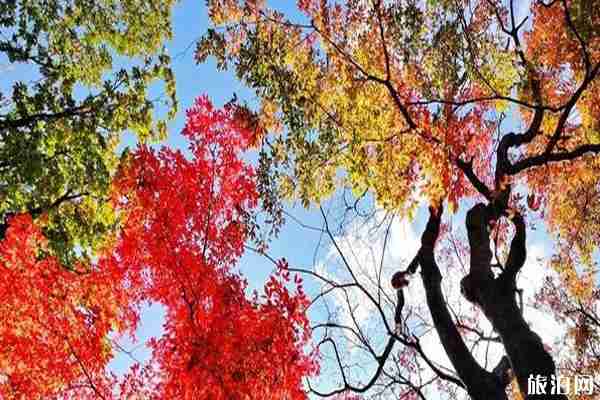 2019哈爾濱阿城金龍山紅葉節(jié)時間+交通+門票+介紹 2019哈爾濱阿城金龍山紅葉節(jié)時間+交通+門票+介紹