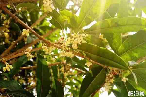 成都哪里可以看桂花+攻略