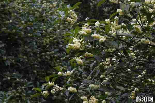 成都哪里可以看桂花+攻略