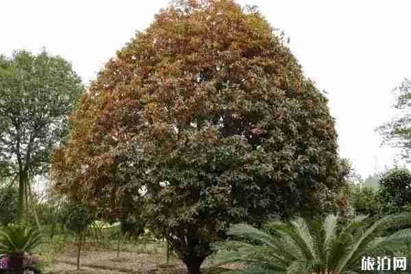 成都哪里可以看桂花+攻略