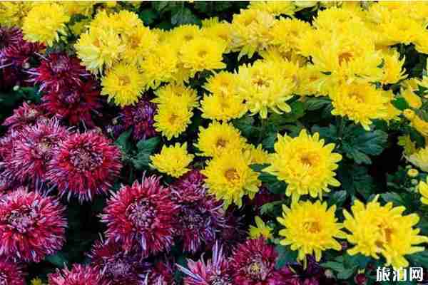 2019沈陽菊花展在哪里+時間+看點 2019沈陽菊花展在哪里+時間+看點