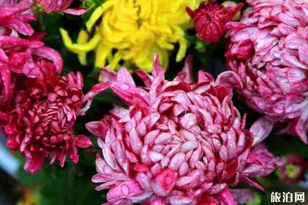 2019石島赤山風景區門票優惠政策+攻略