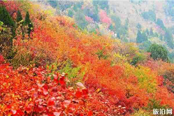 香山紅葉幾月份最好看+觀賞地點推薦