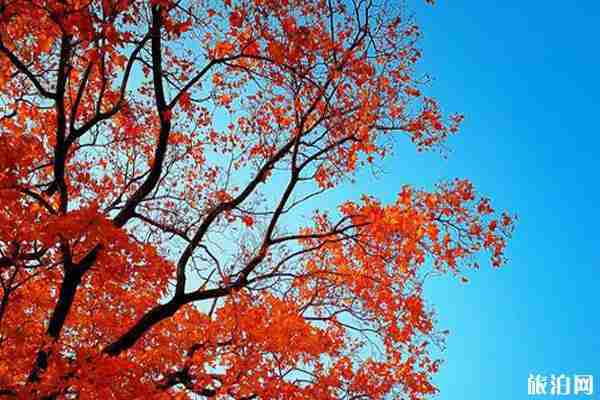 香山紅葉幾月份最好看+觀賞地點推薦