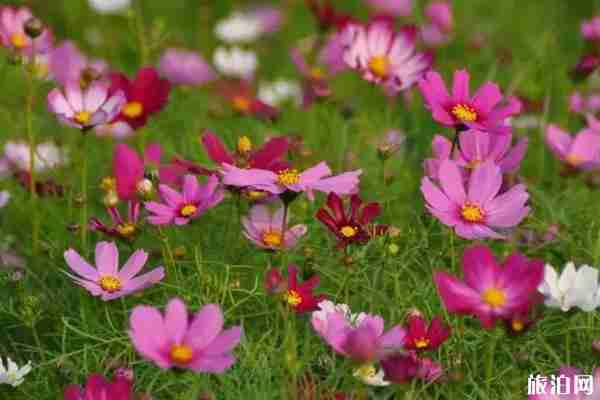 昆明哪里有格桑花 昆明哪里有格桑花