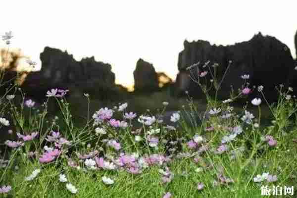 昆明哪里有格桑花 昆明哪里有格桑花