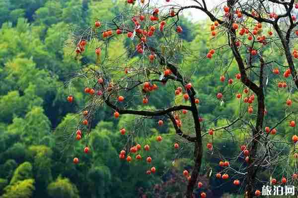 柿林村要门票吗+在哪里 柿林村有什么好玩的 柿林村要门票吗+在哪里 柿林村有什么好玩的