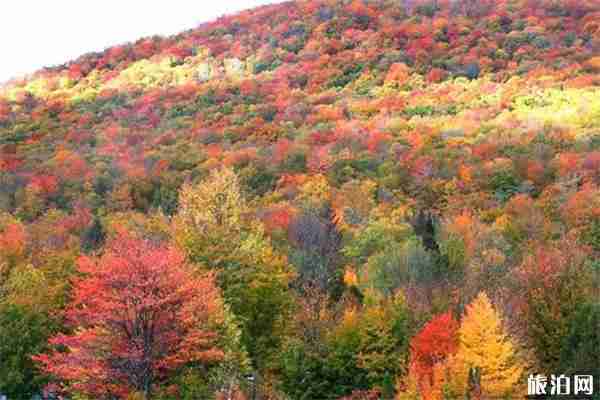 10月四川红叶哪里最好看 四川赏秋红叶胜地红叶情况