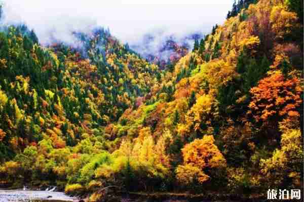 10月四川红叶哪里最好看 四川赏秋红叶胜地红叶情况