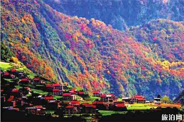 10月四川红叶哪里最好看 四川赏秋红叶胜地红叶情况