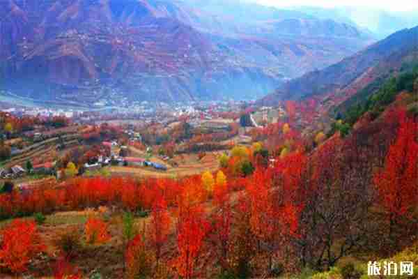 10月四川红叶哪里最好看 四川赏秋红叶胜地红叶情况