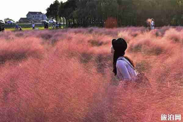 重庆潼南香水百合景区粉黛乱子草观赏时间是什么时候 重庆潼南香水百合景区粉黛乱子草观赏时间是什么时候