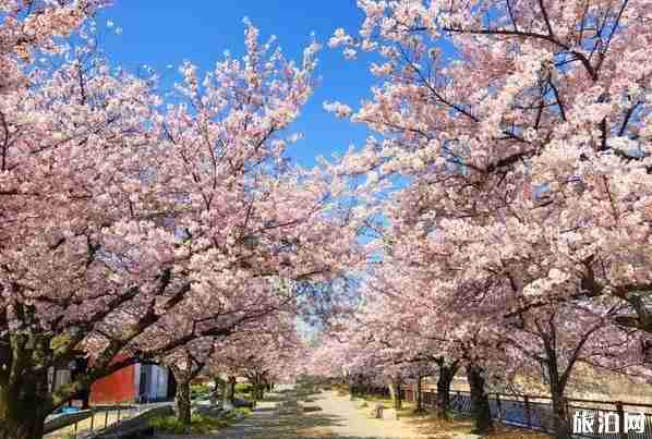 日本签证被拒签的原因+签证办理