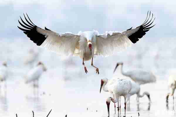 2019鄱阳湖国际观鸟周活动时间+观看地点+最佳时间+注意事项 2019鄱阳湖国际观鸟周活动时间+观看地点+最佳时间+注意事项