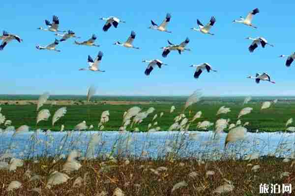 2019鄱阳湖国际观鸟周活动时间+观看地点+最佳时间+注意事项 2019鄱阳湖国际观鸟周活动时间+观看地点+最佳时间+注意事项