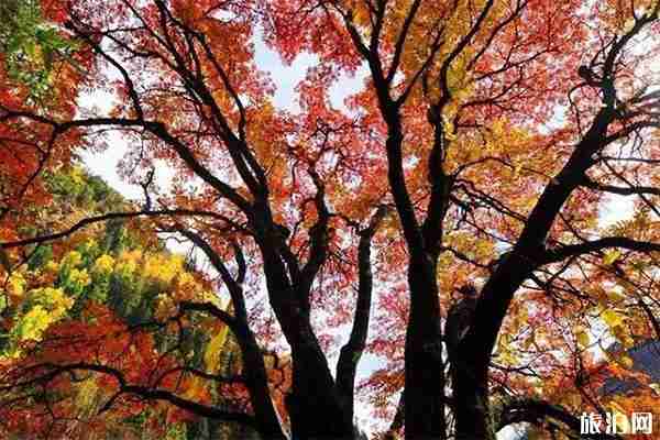 黑水彩林什么时候去最好 附2019黑水冰山彩林节信息 黑水彩林什么时候去最好 附2019黑水冰山彩林节信息