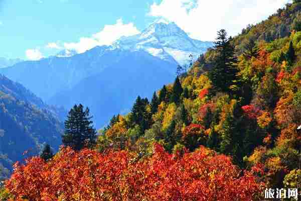 黑水彩林什么时候去最好 附2019黑水冰山彩林节信息 黑水彩林什么时候去最好 附2019黑水冰山彩林节信息