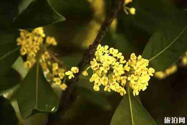 西安哪里可以看桂花 西安哪里可以看桂花