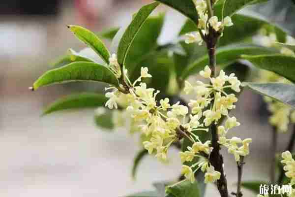 西安哪里可以看桂花 西安哪里可以看桂花