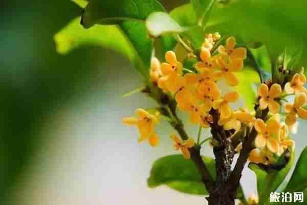 西安哪里可以看桂花 西安哪里可以看桂花