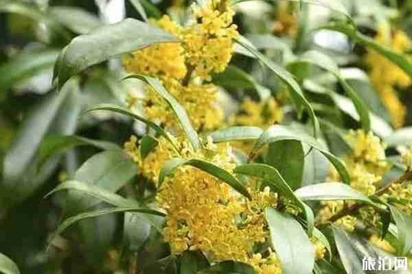 西安哪里可以看桂花 西安哪里可以看桂花