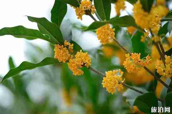 西安哪里可以看桂花 西安哪里可以看桂花