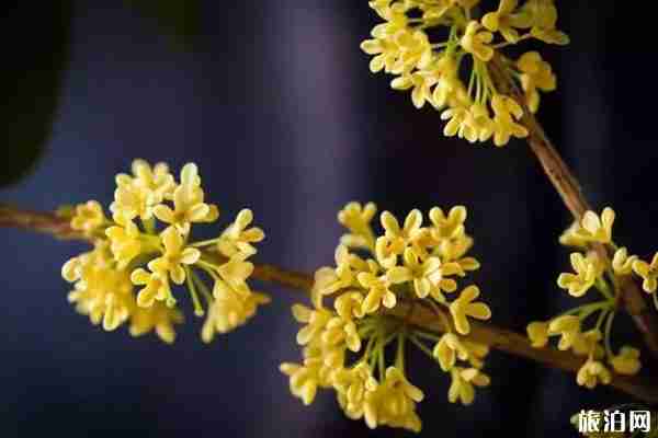 西安哪里可以看桂花 西安哪里可以看桂花