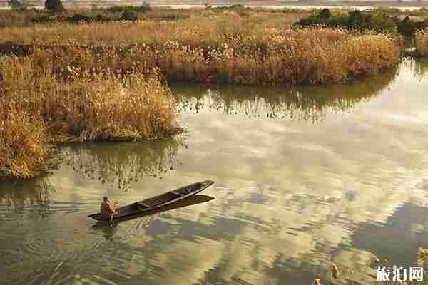 浙江芦苇荡在哪里看+门票+介绍