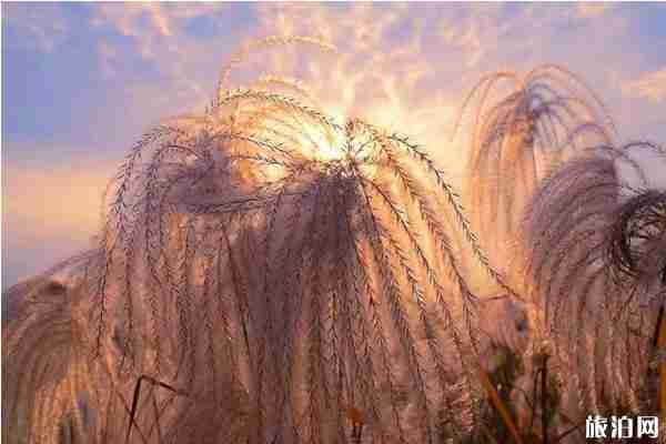 浙江芦苇荡在哪里看+门票+介绍