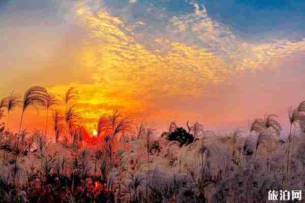 浙江芦苇荡在哪里看+门票+介绍