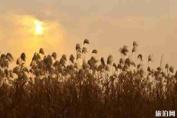 汉口江滩芦苇荡几月最美+怎么去 汉口江滩芦苇荡怎么样 汉口江滩芦苇荡几月最美+怎么去 汉口江滩芦苇荡怎么样