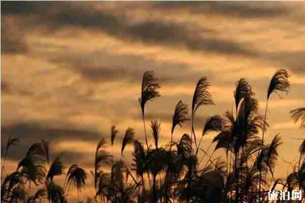 汉口江滩芦苇荡几月最美+怎么去 汉口江滩芦苇荡怎么样 汉口江滩芦苇荡几月最美+怎么去 汉口江滩芦苇荡怎么样