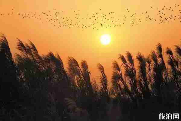 广州周边哪里有芦苇拍照