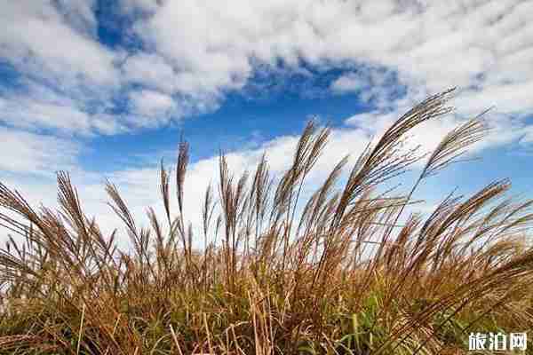 广州周边哪里有芦苇拍照