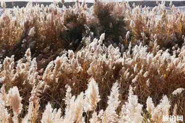 成都哪里可以看蘆葦