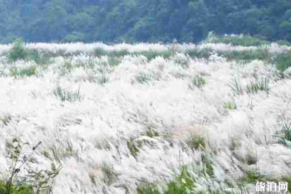 成都哪里可以看蘆葦