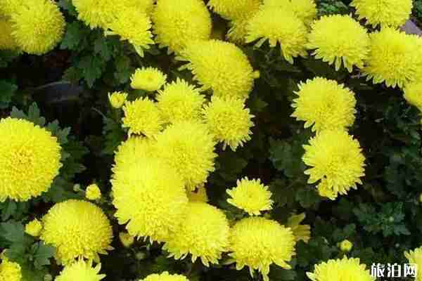 2019宝鸡菊花展时间+地点+介绍