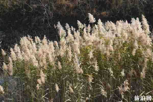 成都哪里可以看蘆葦