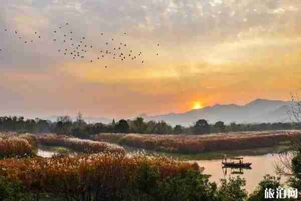杭州哪里芦苇好看