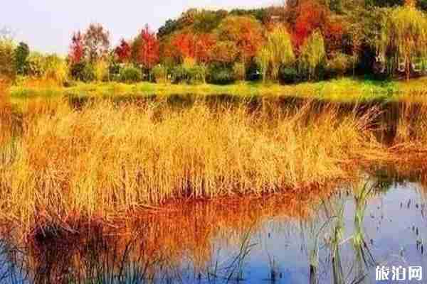 杭州哪里芦苇好看