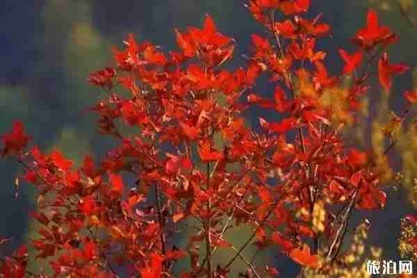 南昌周边哪里枫叶最美 南昌周边哪里枫叶最美