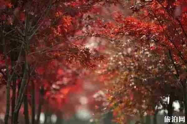 南昌周边哪里枫叶最美