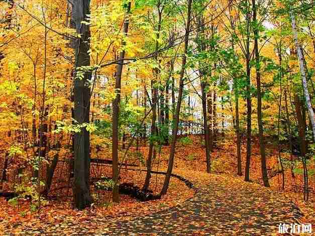 加拿大商务签证要几天才出签 没有邀请函可以申请吗