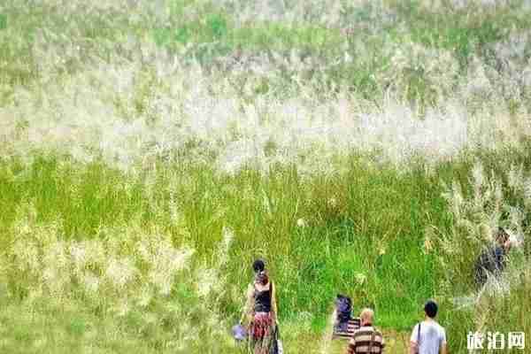 成都周邊哪里蘆葦漂亮+門票+交通