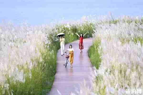 成都周邊哪里蘆葦漂亮+門票+交通